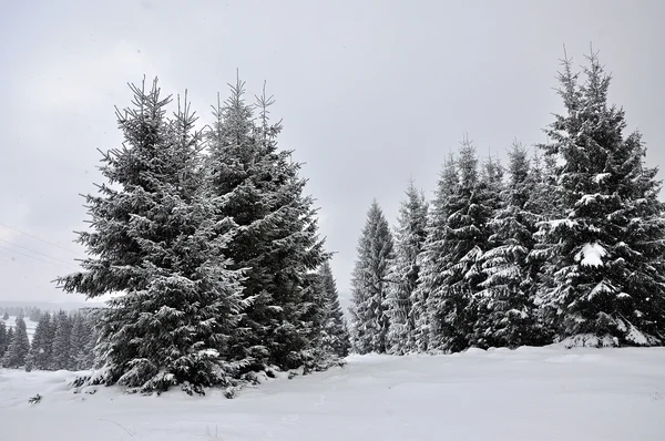 Fairy winterlandschap met sparren — Stockfoto