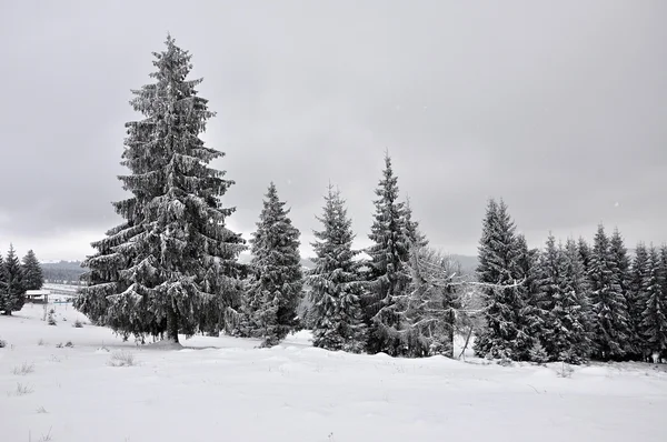 Märchenhafte Winterlandschaft mit Tannen — Stockfoto