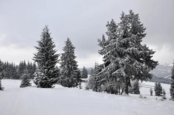 Paesaggio invernale fatato con abeti — Foto Stock