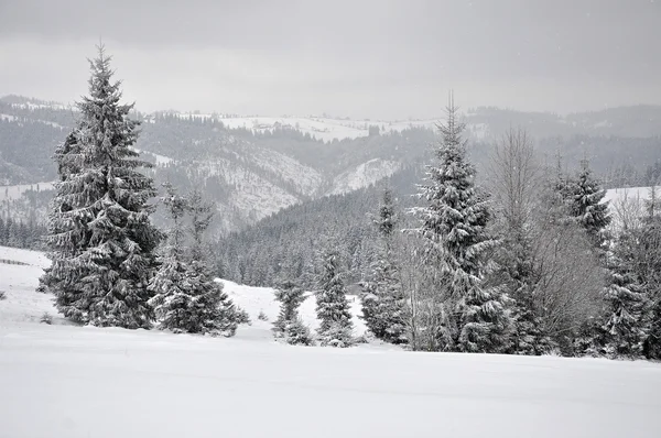 Fairy vinterlandskap med granar — Stockfoto