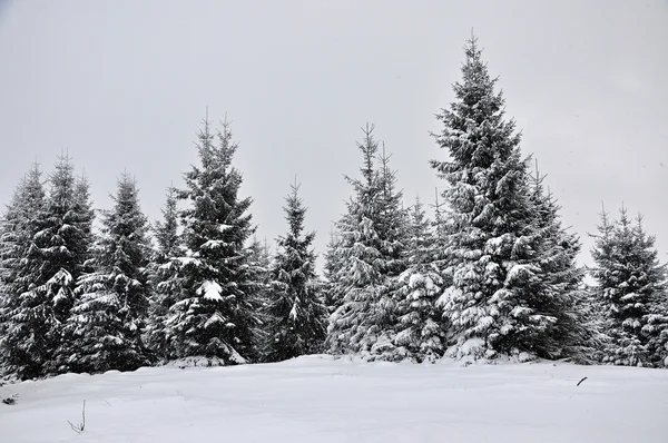Казковий зимовий пейзаж з ялинками — стокове фото