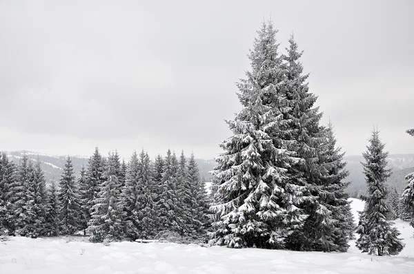 Märchenhafte Winterlandschaft mit Tannen — Stockfoto