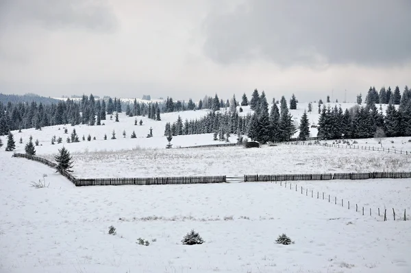 Paisaje de invierno de hadas con abetos — Foto de Stock