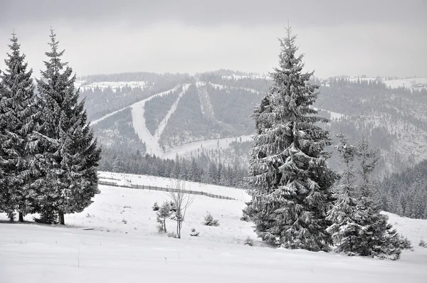 モミの木の妖精冬の風景 — ストック写真
