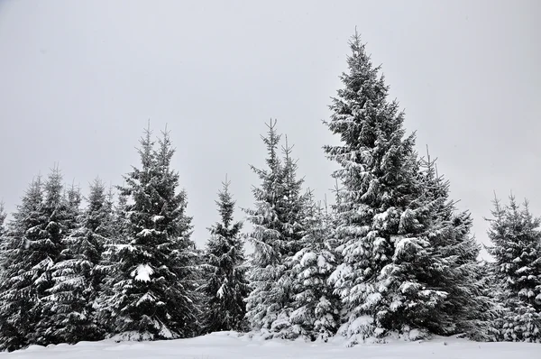 Paisagem de inverno de fadas com abetos — Fotografia de Stock