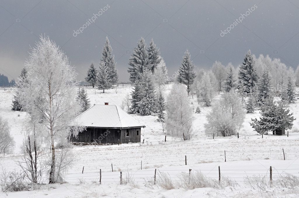 Fairy winter landscape with fir trees