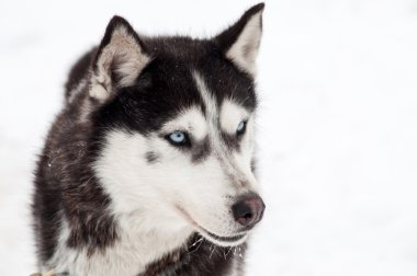 Husky köpek portre
