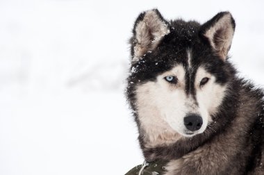 Husky köpek portre