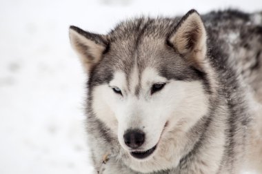 Husky köpek portre