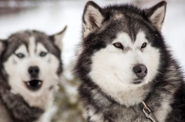 Husky köpek portre