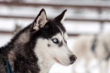 Husky köpek portre