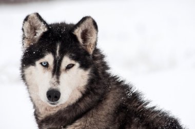 Husky köpek portre