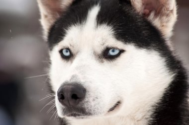 Husky köpek portre