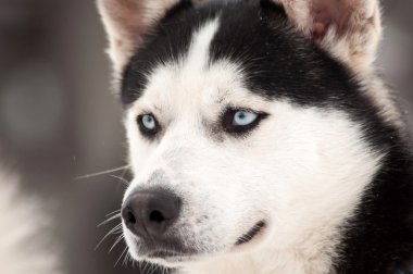 Husky köpek portre