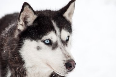 Husky köpek portre