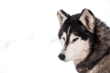 Husky köpek portre