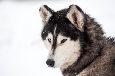 Husky köpek portre