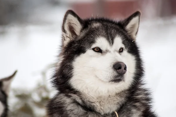 Husky dog portrait — Stock Photo, Image