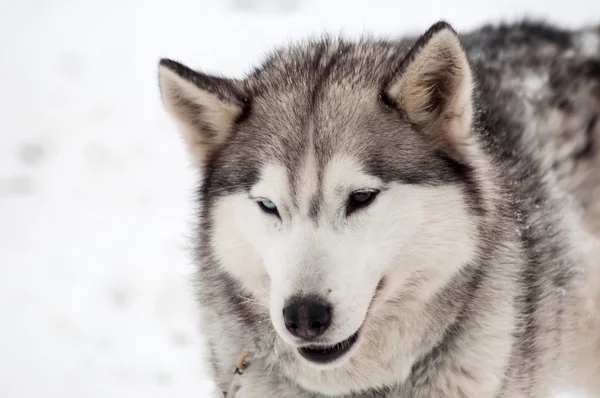 Husky psa portrét — Stock fotografie