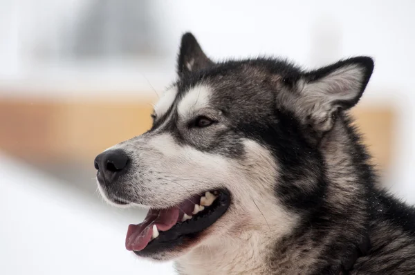 Retrato de perro Husky —  Fotos de Stock