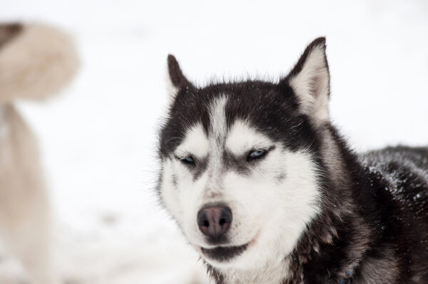 Husky dog portrait in the winter snow