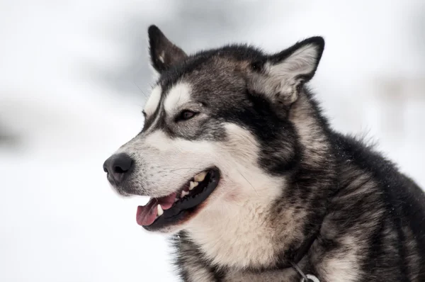 Husky psa portrét — Stock fotografie