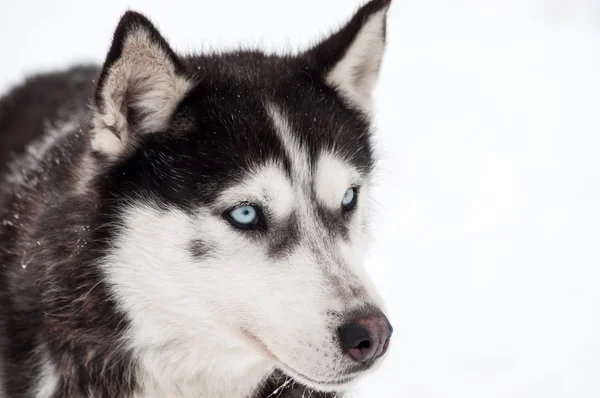 Retrato de perro Husky —  Fotos de Stock