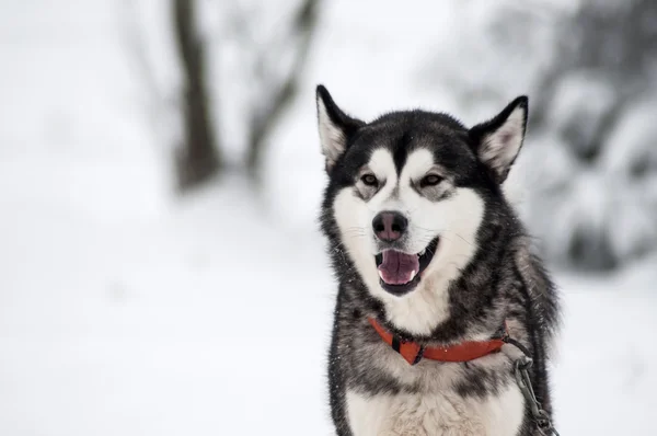 Retrato de perro Husky — Foto de Stock