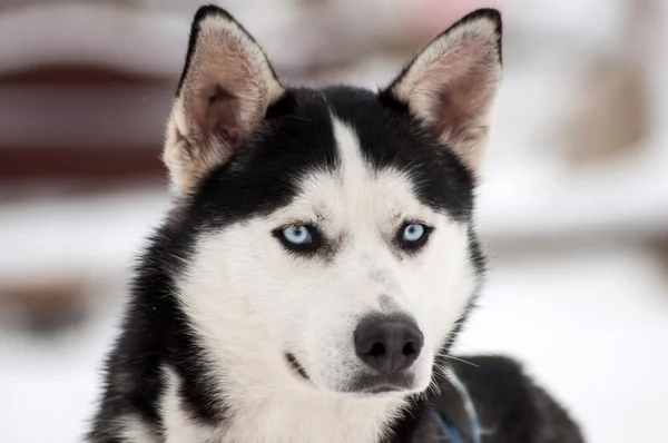 Husky cão retrato — Fotografia de Stock