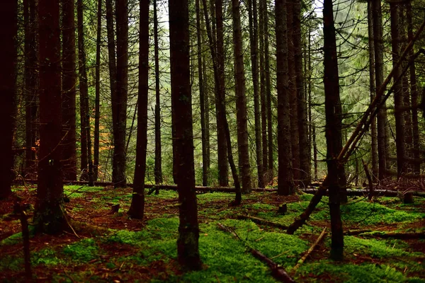 Тёмный пихтовый лес — стоковое фото