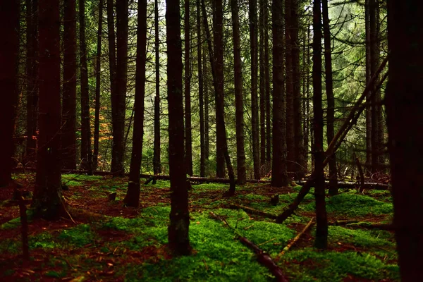 Тёмный пихтовый лес — стоковое фото