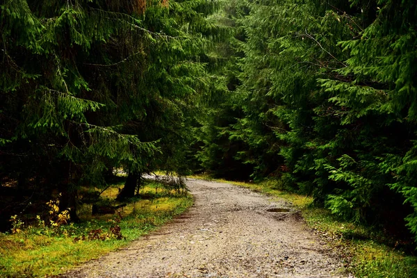Straße in einem Kiefernwald — Stockfoto