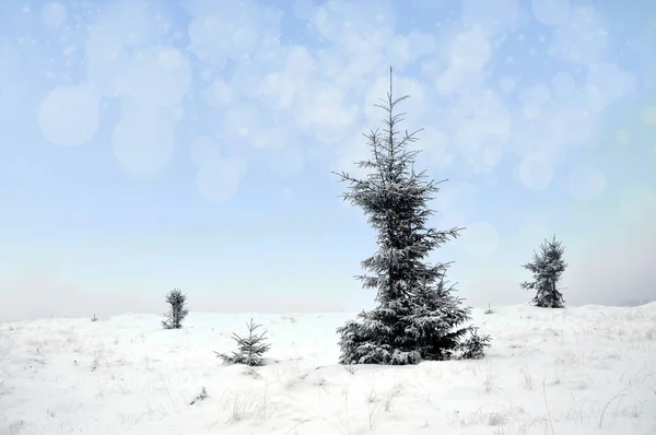 눈덮인 나무와 눈송이가 있는 겨울 풍경 — 스톡 사진