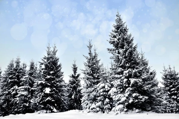 Vinterlandskap med snöiga träd och snöflingor — Stockfoto