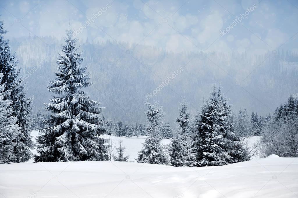 Winter landscape with snowy trees and snowflakes