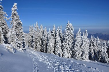 Karla kaplı ağaçlarla kaplı kış manzarası