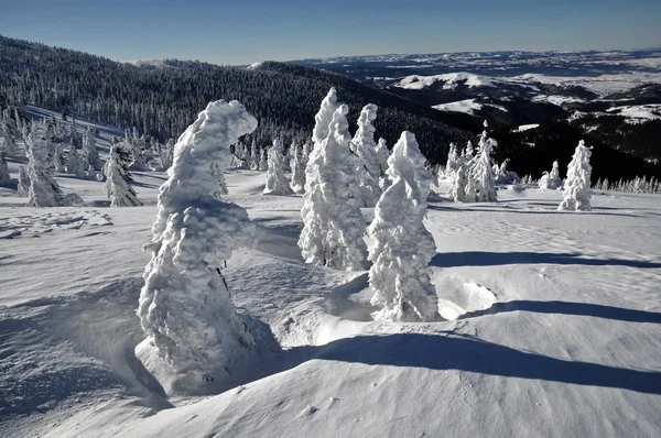 Schneebedeckte Fichten — Stockfoto