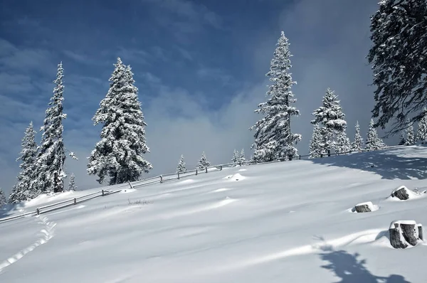 Abeto de invierno cubierto de nieve fresca — Foto de Stock