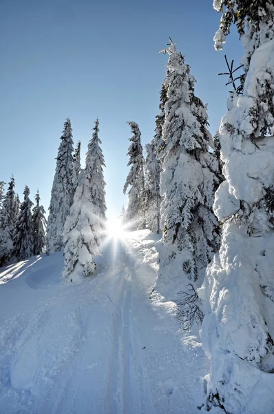 Træer dækket af hættefrost og sne - Stock-foto