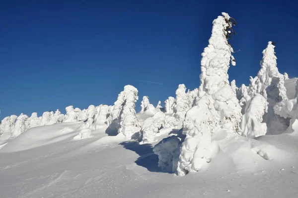Ağaç kırağı ve karla kaplı — Stok fotoğraf