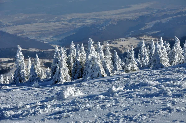 Karla kaplı çam ağacı ormanı — Stok fotoğraf