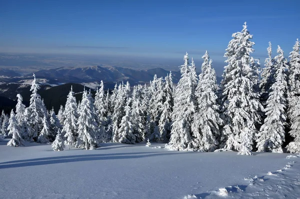 白雪覆盖的松树林 — 图库照片