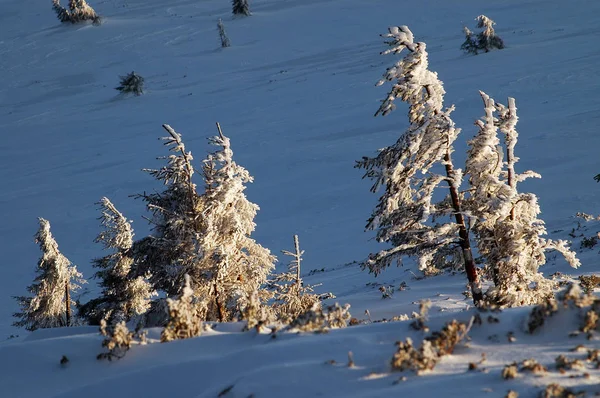 Snow covered pine trees — Stock Photo, Image