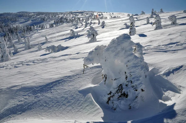 Träd täckta med hesparfrost och snö — Stockfoto