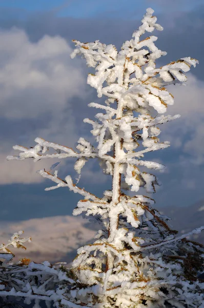 Einsamer Tannenbaum mit Schnee bedeckt — Stockfoto