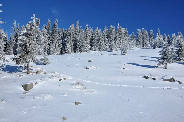 冬天山风景与冷杉树在倾斜 — 图库照片
