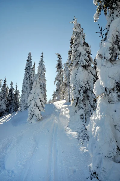 冬天的冷杉树被新鲜的雪覆盖 — 图库照片