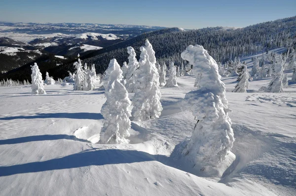 覆盖着白霜和雪的树 — 图库照片