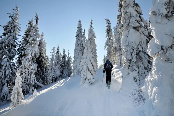 Esquiadores back-country desfrutando inverno primeira neve — Fotografia de Stock