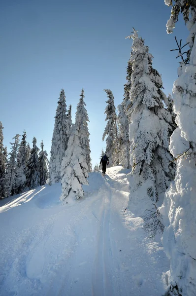 Back-längdskidåkare njuter av vintern första snön — Stockfoto